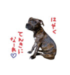 StaffyBetty ＆ Hanna 2（個別スタンプ：11）