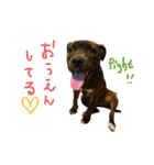 StaffyBetty ＆ Hanna 2（個別スタンプ：14）