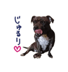StaffyBetty ＆ Hanna 2（個別スタンプ：19）