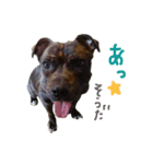 StaffyBetty ＆ Hanna 2（個別スタンプ：20）