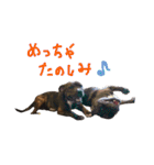 StaffyBetty ＆ Hanna 2（個別スタンプ：24）