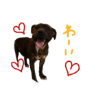 StaffyBetty ＆ Hanna 2（個別スタンプ：25）