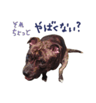 StaffyBetty ＆ Hanna 2（個別スタンプ：26）