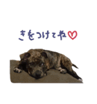 StaffyBetty ＆ Hanna 2（個別スタンプ：30）