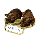 StaffyBetty ＆ Hanna 2（個別スタンプ：37）