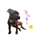 StaffyBetty ＆ Hanna 2（個別スタンプ：39）