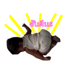 Dutchmilk（個別スタンプ：4）