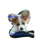 おてんば、ここちゃん！！（個別スタンプ：6）