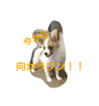 おてんば、ここちゃん！！（個別スタンプ：7）
