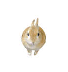 ネザドワのらん（個別スタンプ：15）