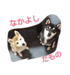 柴犬永姫＆咲永（個別スタンプ：17）