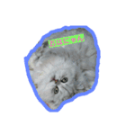 cat  lovey（個別スタンプ：1）
