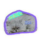 cat  lovey（個別スタンプ：3）