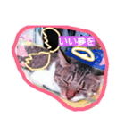cat  lovey（個別スタンプ：5）