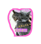 cat  lovey（個別スタンプ：6）
