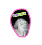 cat  lovey（個別スタンプ：8）