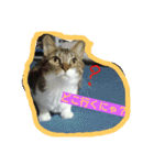cat  lovey（個別スタンプ：10）