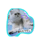 cat  lovey（個別スタンプ：11）