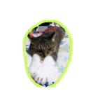 cat  lovey（個別スタンプ：12）