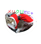 cat  lovey（個別スタンプ：13）