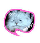 cat  lovey（個別スタンプ：14）