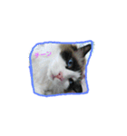cat  lovey（個別スタンプ：16）