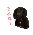 毎日はなさん2（個別スタンプ：19）