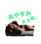 ハッピイー（個別スタンプ：1）