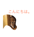 ハッピイー（個別スタンプ：4）