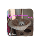子猫のkokoちゃんスタンプ（個別スタンプ：1）
