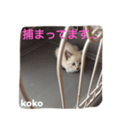 子猫のkokoちゃんスタンプ（個別スタンプ：2）