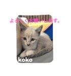 子猫のkokoちゃんスタンプ（個別スタンプ：3）