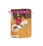 子猫のkokoちゃんスタンプ（個別スタンプ：4）