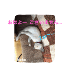 子猫のkokoちゃんスタンプ（個別スタンプ：5）
