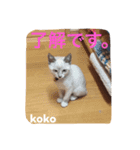 子猫のkokoちゃんスタンプ（個別スタンプ：6）