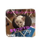 子猫のkokoちゃんスタンプ（個別スタンプ：7）