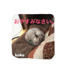 子猫のkokoちゃんスタンプ（個別スタンプ：8）