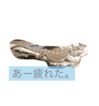 フトアゴ ビビちゃん（個別スタンプ：2）