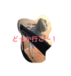 フトアゴ ビビちゃん（個別スタンプ：3）