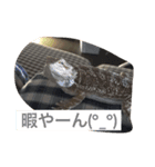 フトアゴ ビビちゃん（個別スタンプ：4）