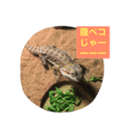 フトアゴ ビビちゃん（個別スタンプ：6）