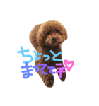 Barontino Pevelotti（個別スタンプ：3）