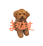 Barontino Pevelotti（個別スタンプ：7）
