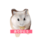 ハムスターのペットたち（個別スタンプ：2）