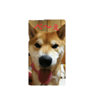 shiba dogs face（個別スタンプ：4）