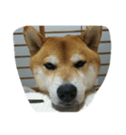 shiba dogs face（個別スタンプ：8）