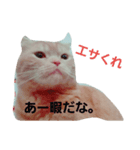 ゆるーいぽこちゃん（個別スタンプ：1）