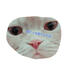 ゆるーいぽこちゃん（個別スタンプ：2）