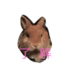 Chibikan（個別スタンプ：6）
