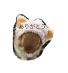 Chibikan（個別スタンプ：7）